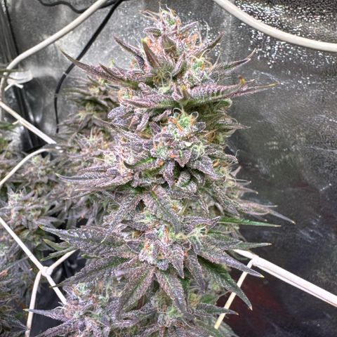 Jack Herer growlog timeline photo
