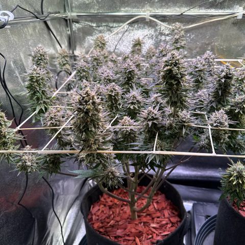 Jack Herer growlog timeline photo