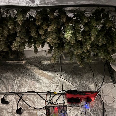 Jack Herer growlog photo: Harvest day!