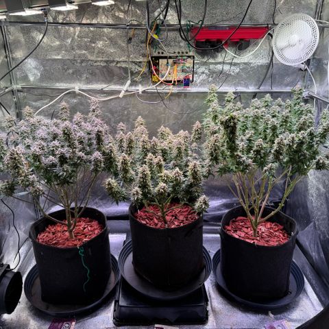 Jack Herer growlog photo: Harvest day!