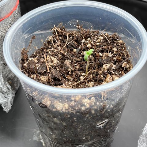 Gelato [Photo] A1 growlog timeline photo