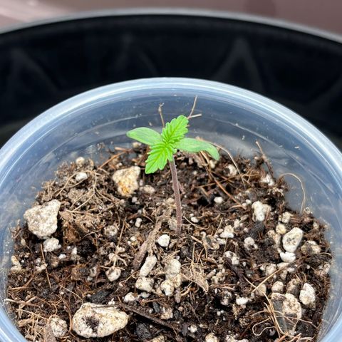 Gelato [Photo] A1 growlog timeline photo