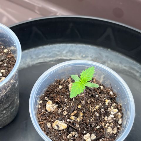 Gelato [Photo] A1 growlog timeline photo