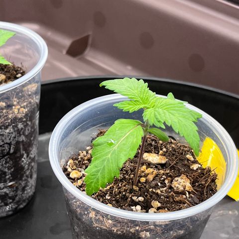 Gelato [Photo] A1 growlog timeline photo