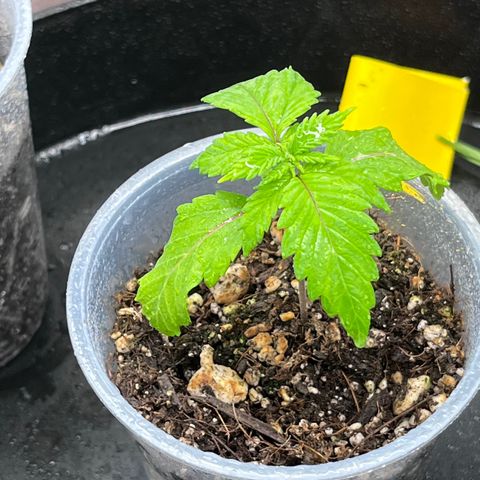 Gelato [Photo] A1 growlog timeline photo