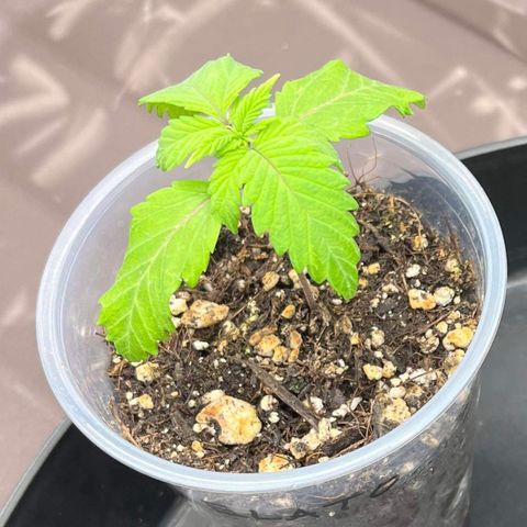 Gelato [Photo] A1 growlog photo: After giving a bit of water in the morning. This is a few hours later