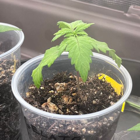 Gelato [Photo] A1 growlog timeline photo