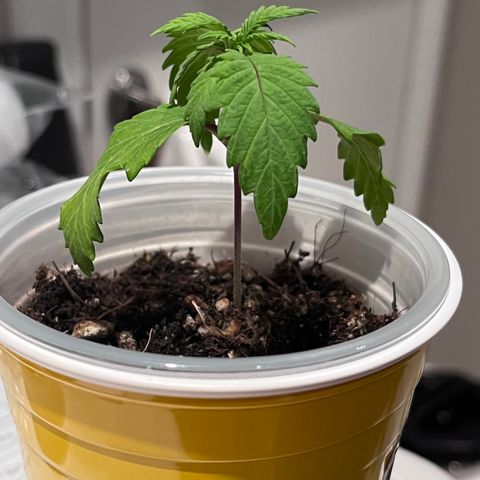 Gelato [Photo] A1 growlog photo: She is still Super Sad :/