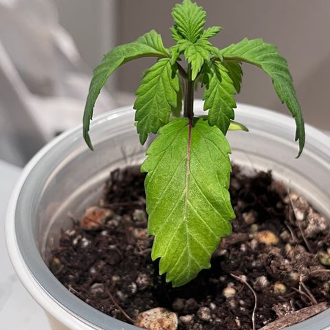 Gelato [Photo] A1 growlog timeline photo
