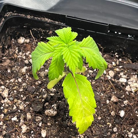 Gelato [Photo] A1 growlog timeline photo