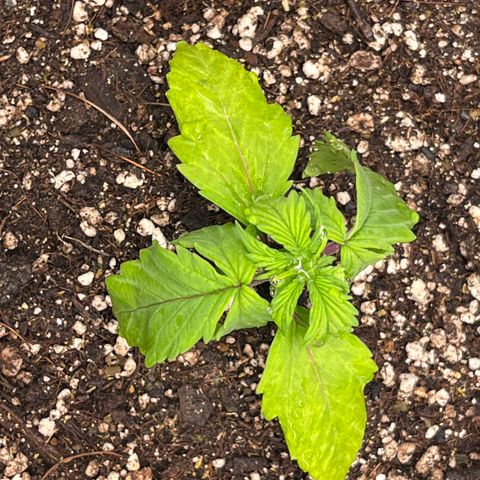 Gelato [Photo] A1 growlog timeline photo
