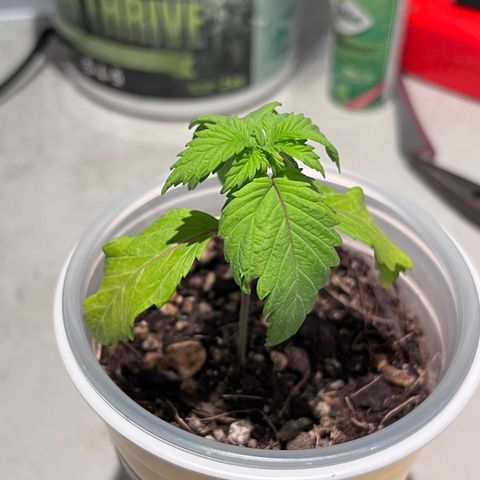 Gelato [Photo] A1 growlog timeline photo