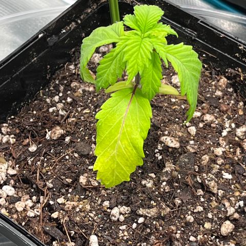 Gelato [Photo] A1 growlog timeline photo
