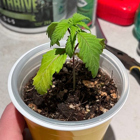Gelato [Photo] A1 growlog timeline photo