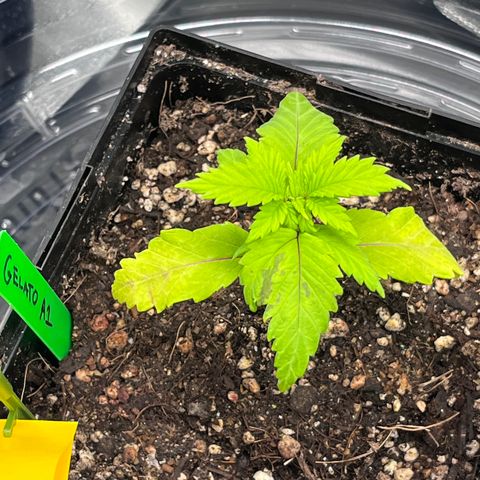 Gelato [Photo] A1 growlog timeline photo
