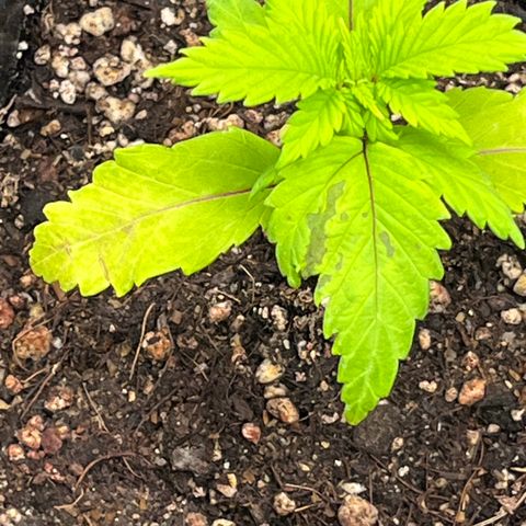 Gelato [Photo] A1 growlog timeline photo