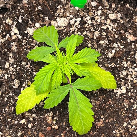 Master Yoda [Auto] #2 growlog timeline photo