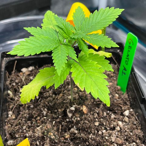 Gelato [Photo] A1 growlog timeline photo
