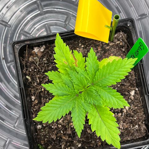 Gelato [Photo] A1 growlog timeline photo