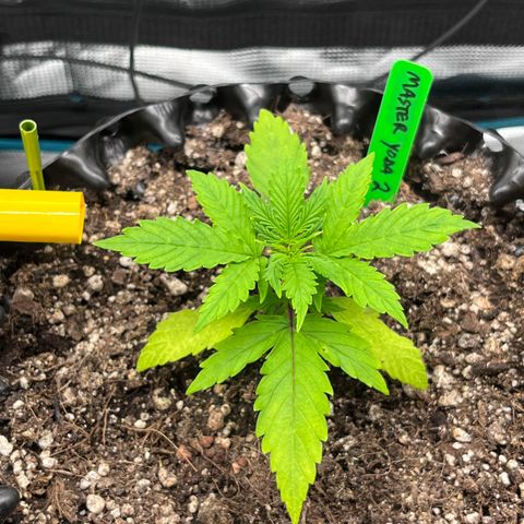 Master Yoda [Auto] #2 growlog timeline photo