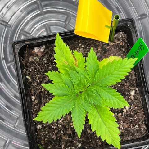 Gelato [Photo] A1 growlog timeline photo