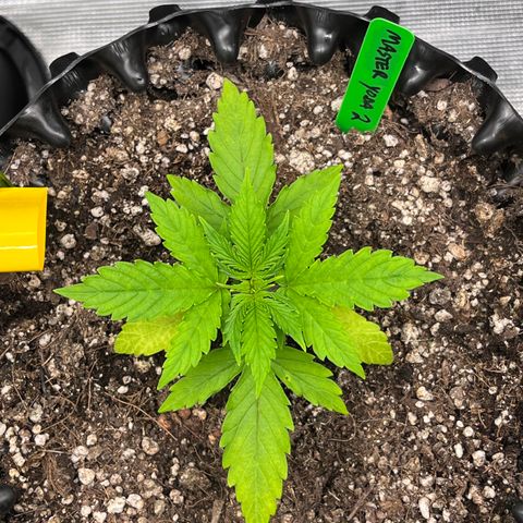 Master Yoda [Auto] #2 growlog timeline photo