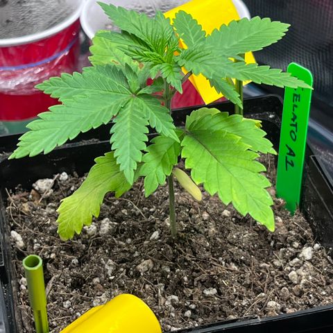 Gelato [Photo] A1 growlog timeline photo