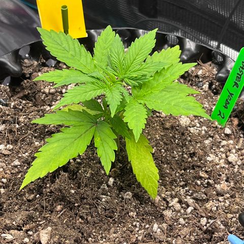 Master Yoda [Auto] #2 growlog timeline photo