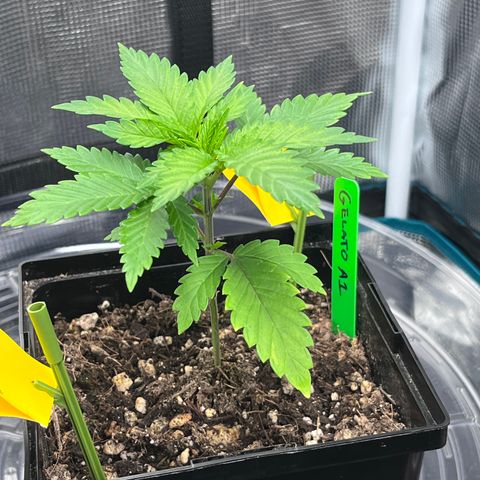 Gelato [Photo] A1 growlog timeline photo