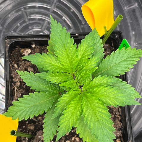 Gelato [Photo] A1 growlog timeline photo