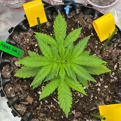 Master Yoda [Auto] #2 growlog timeline photo