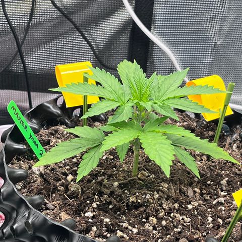 Master Yoda [Auto] #2 growlog timeline photo