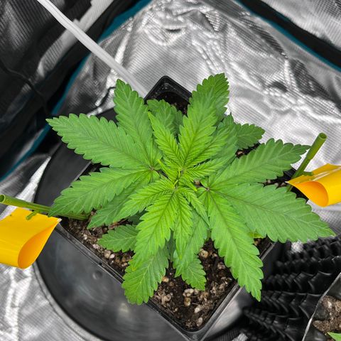 Gelato [Photo] A1 growlog timeline photo