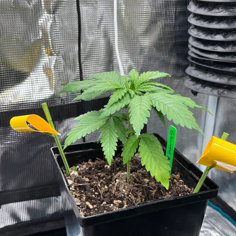 Gelato [Photo] A1 growlog timeline photo