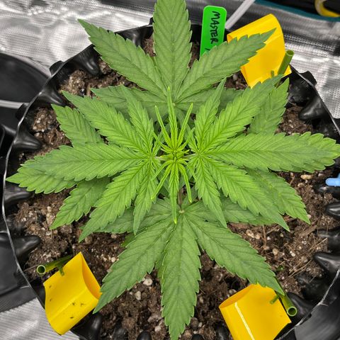 Master Yoda [Auto] #2 growlog timeline photo