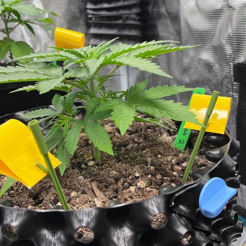 Master Yoda [Auto] #2 growlog timeline photo