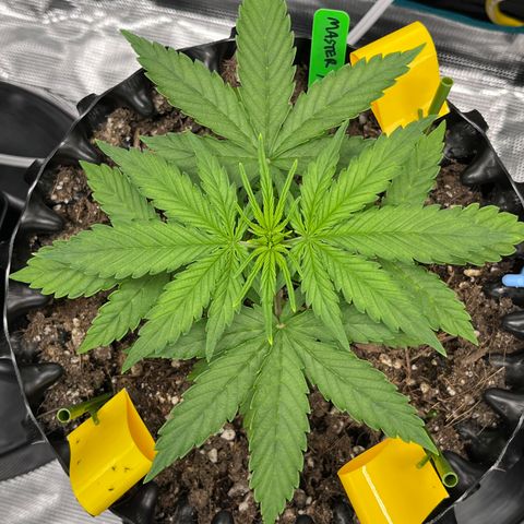 Master Yoda [Auto] #2 growlog timeline photo