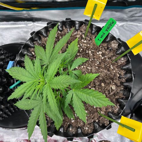 Master Yoda [Auto] #2 growlog timeline photo