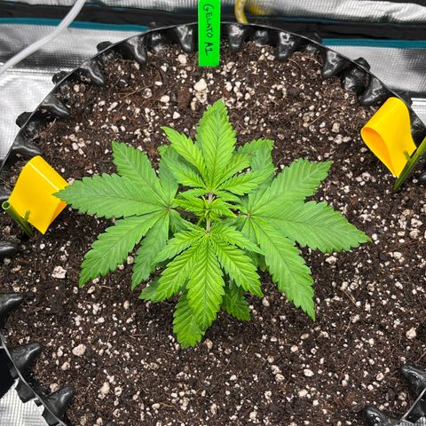 Gelato [Photo] A1 growlog timeline photo