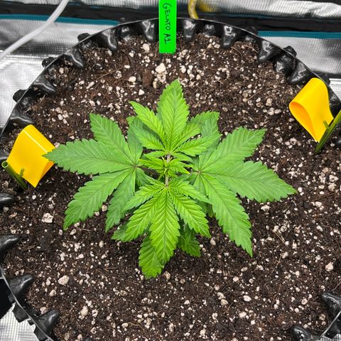 Gelato [Photo] A1 growlog timeline photo