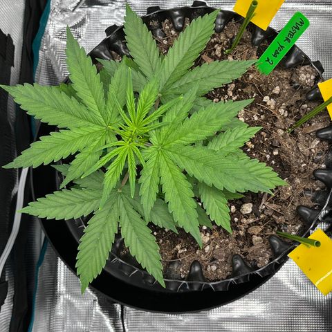 Master Yoda [Auto] #2 growlog timeline photo