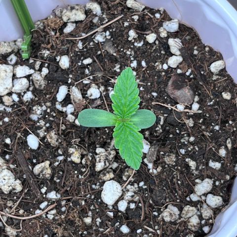 Gelato [Photo] (C.G. - 01) growlog timeline photo