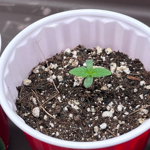 Gelato [Photo] (C.G. - 02) growlog timeline photo