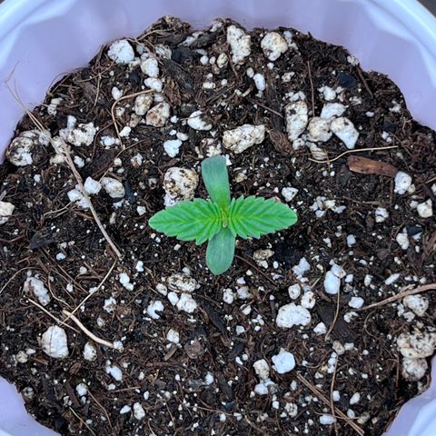 Gelato [Photo] (C.G. - 02) growlog timeline photo
