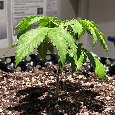 Gelato [Photo] A1 growlog timeline photo