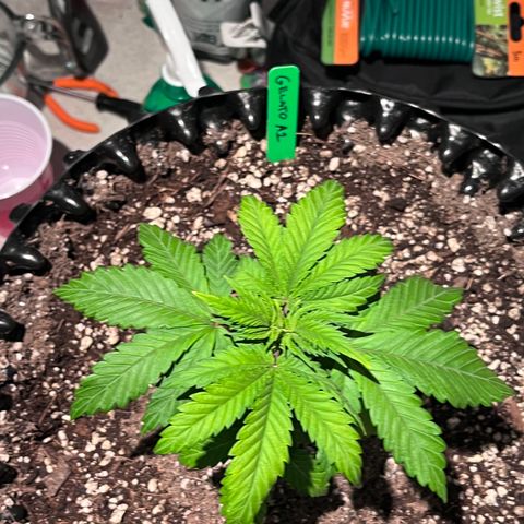 Gelato [Photo] A1 growlog timeline photo