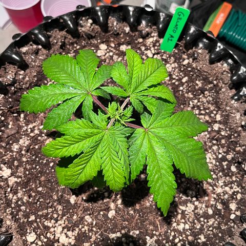 Gelato [Photo] A1 growlog timeline photo
