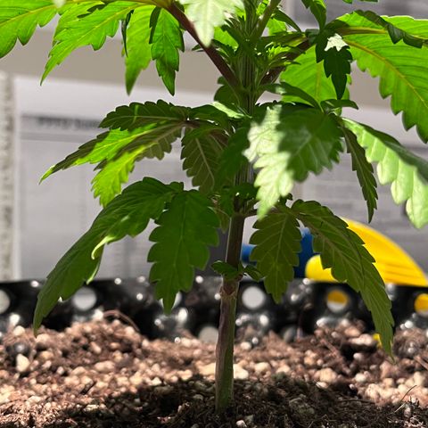 Gelato [Photo] A1 growlog timeline photo