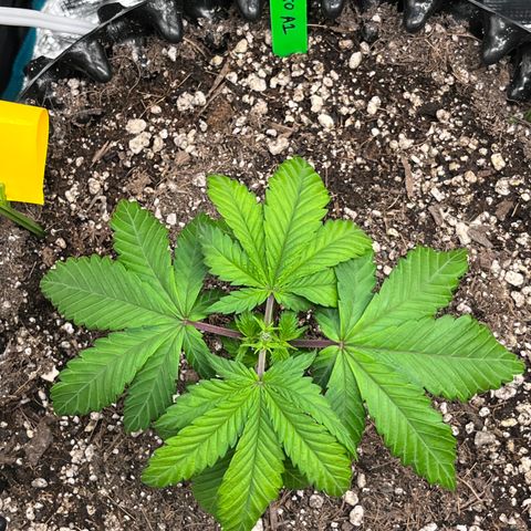 Gelato [Photo] A1 growlog timeline photo