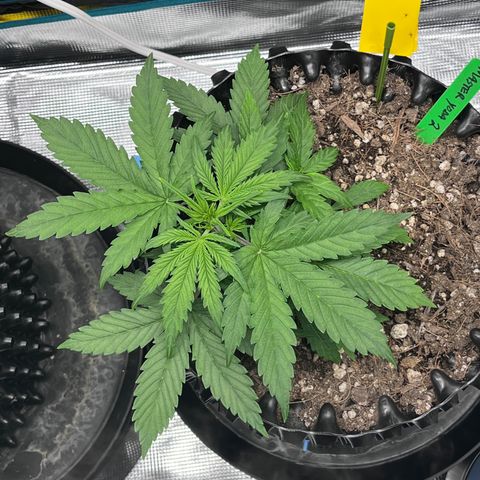 Master Yoda [Auto] #2 growlog timeline photo
